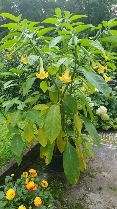 Datura wieloletnia, brugmansja. Kwiaty ogród.