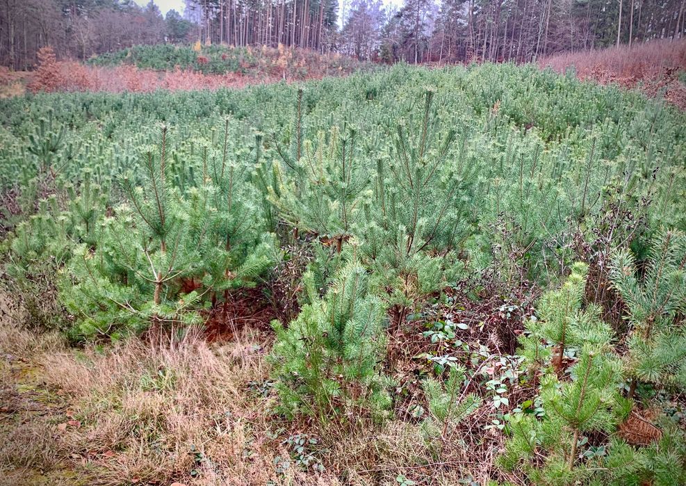 Drzewka Bożonarodzeniowe, Świąteczne Choinki,