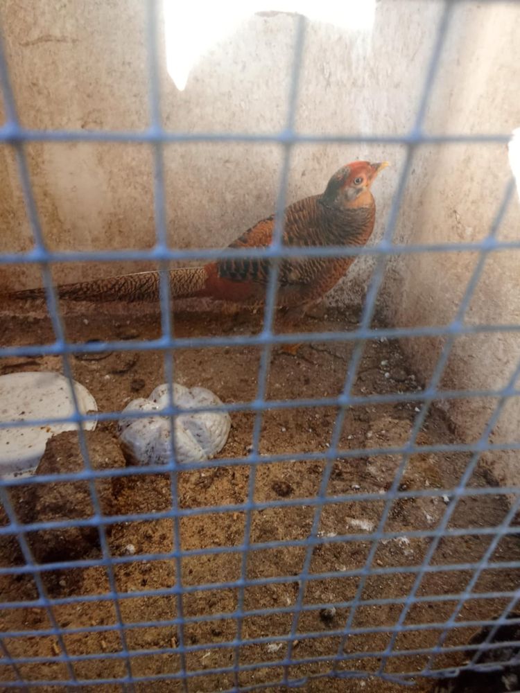 Vendo um macho de faisão dourados novo