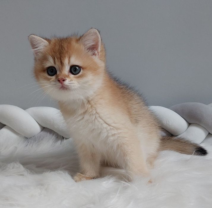 Kocurek brytyjski krótkowłosy