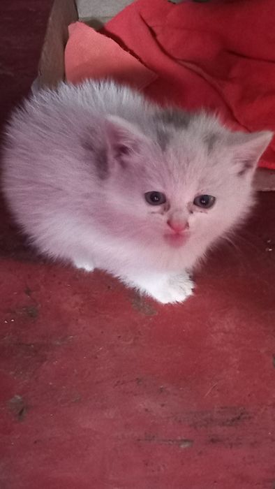 Віддамо кошенят в добрі руки