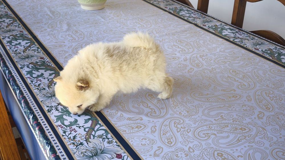 Spitz alemão lulu da Pomerânia entrego em todo o país