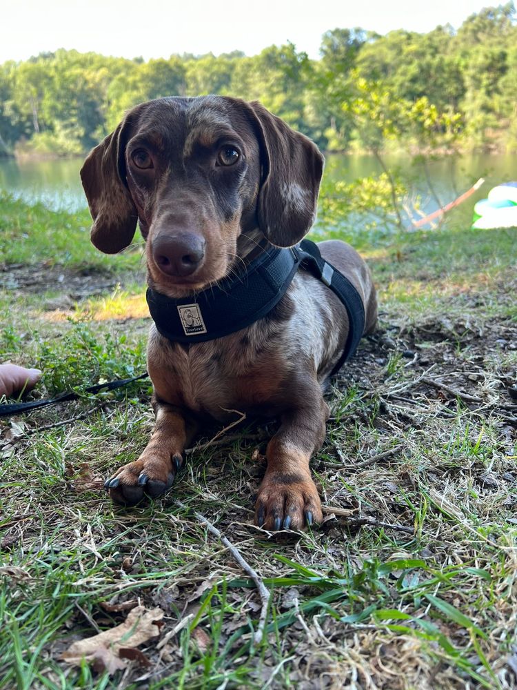 Daschund/ teckel acasalar