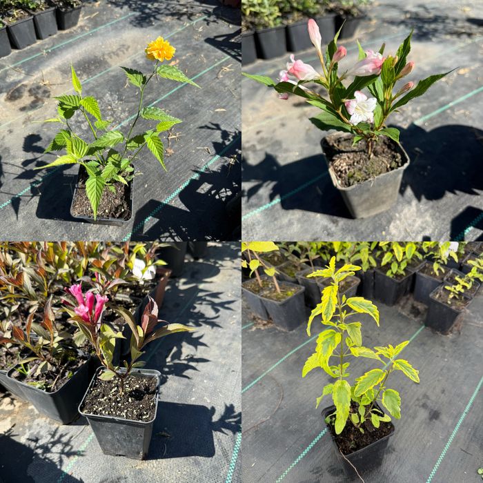 Багаторічники в асортименті (гортензія,вейгела, спірея, барбарис і тд)