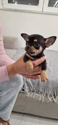 Chihuahua Macho cor Black And Tan