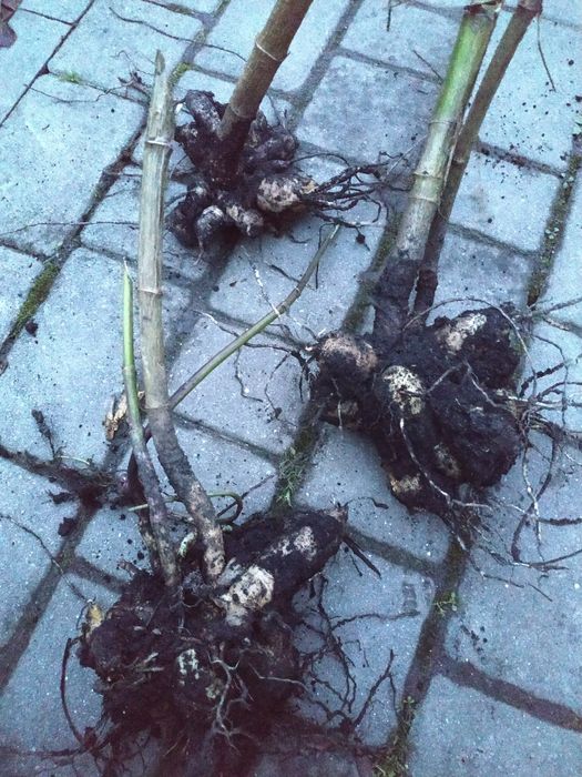 Жоржина фіолетова