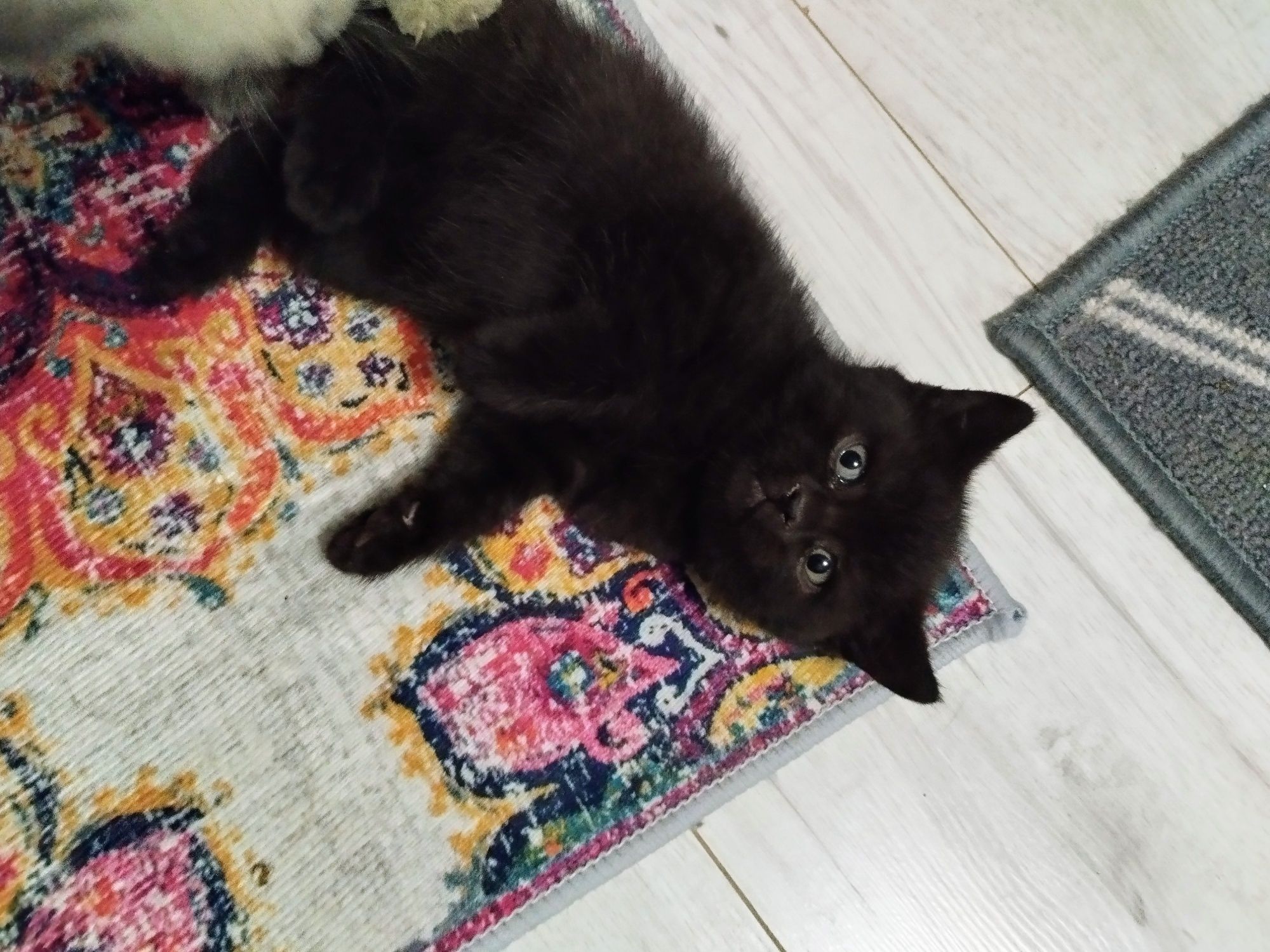 Piękna czarna kotka .Ostatnia kotka gotowa do odbioru.