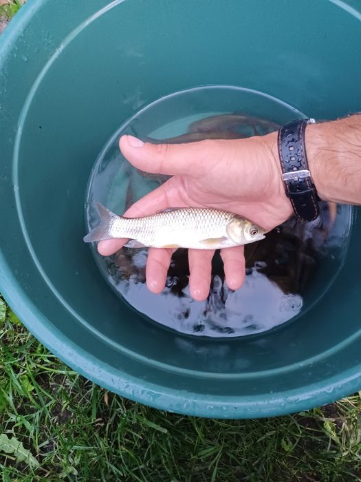 Karp narybek/kroczek  . Amur ,Lin ,Węgorz.
