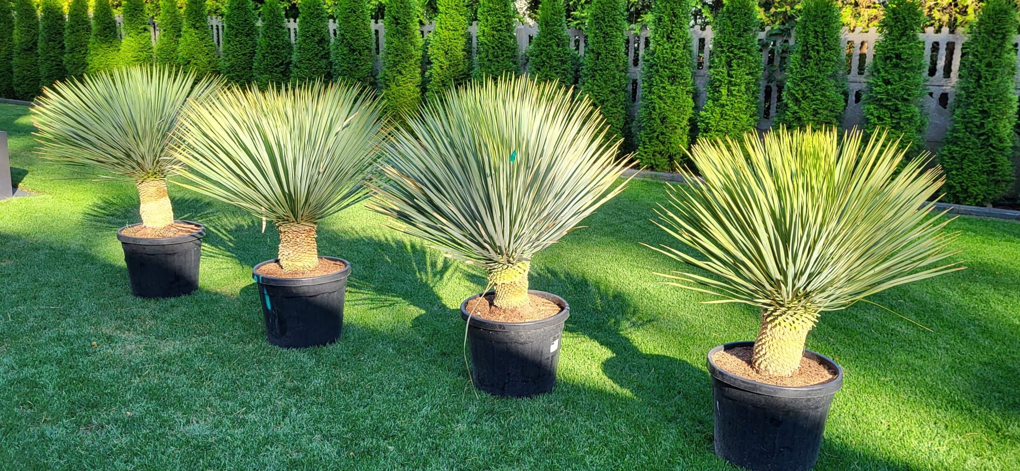 Yucca rostrata. Juka rostrata.