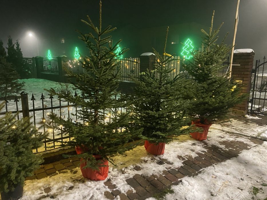 ki jodła kaukaska, swierk klujacy, pospolity w doniczce