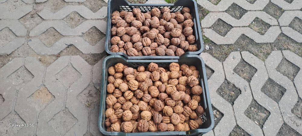 Orzechy wloskie Jackii