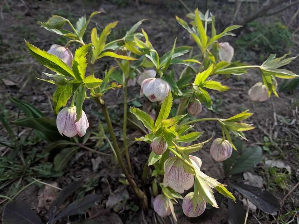 Морозник White Spotted Lady сіянці