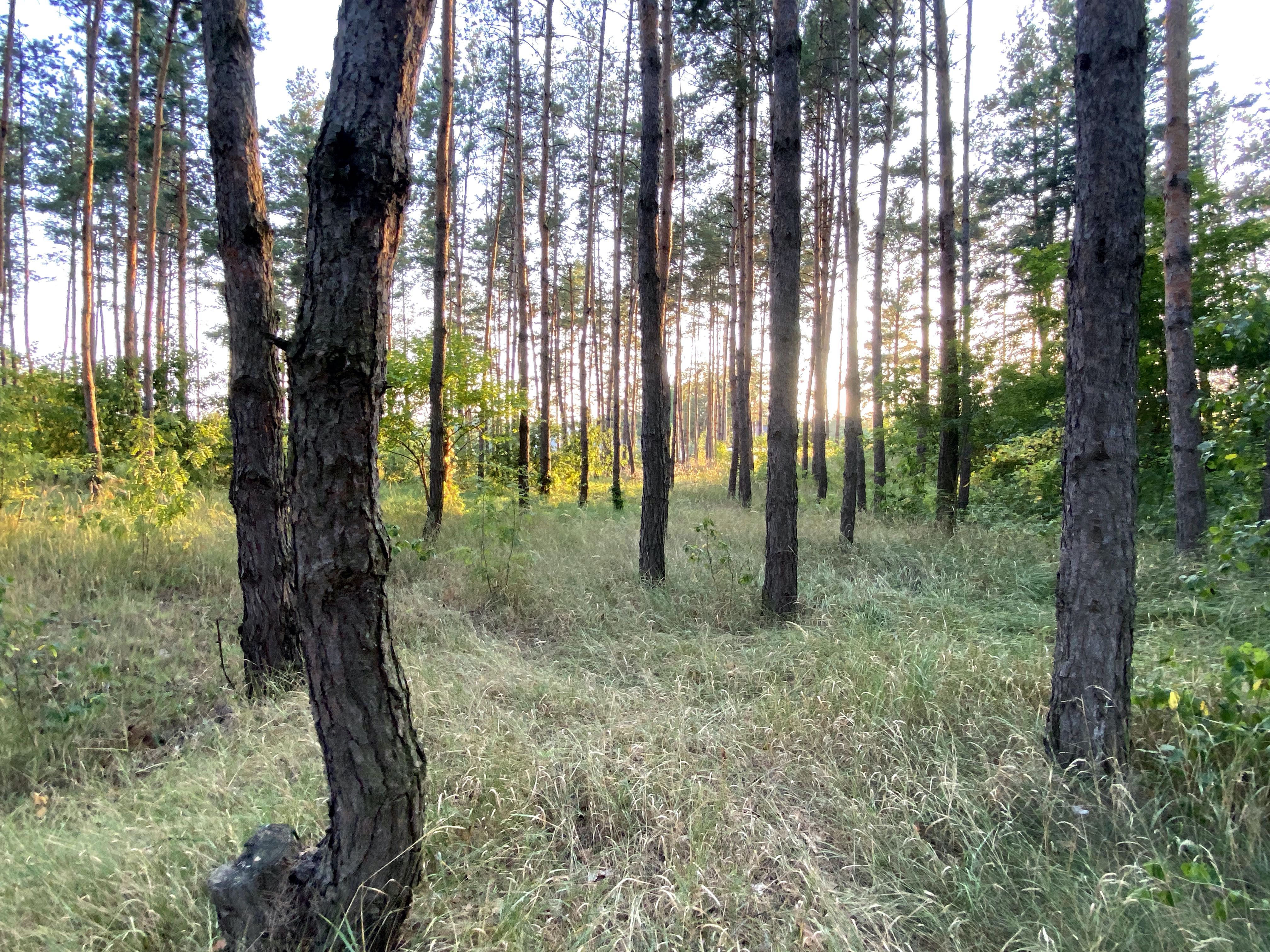 Продам ділянку 2Га під рекреацію Пірнове, Десна, 50кВт, скважина