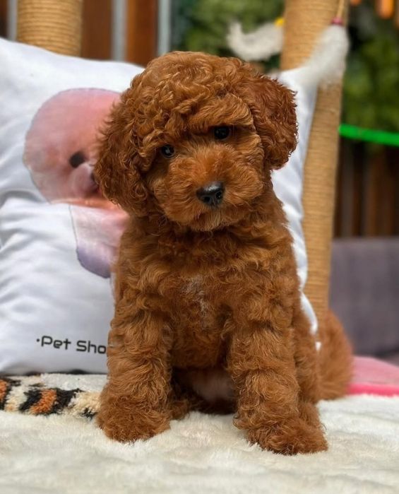 Чудовий Малюк той пудель