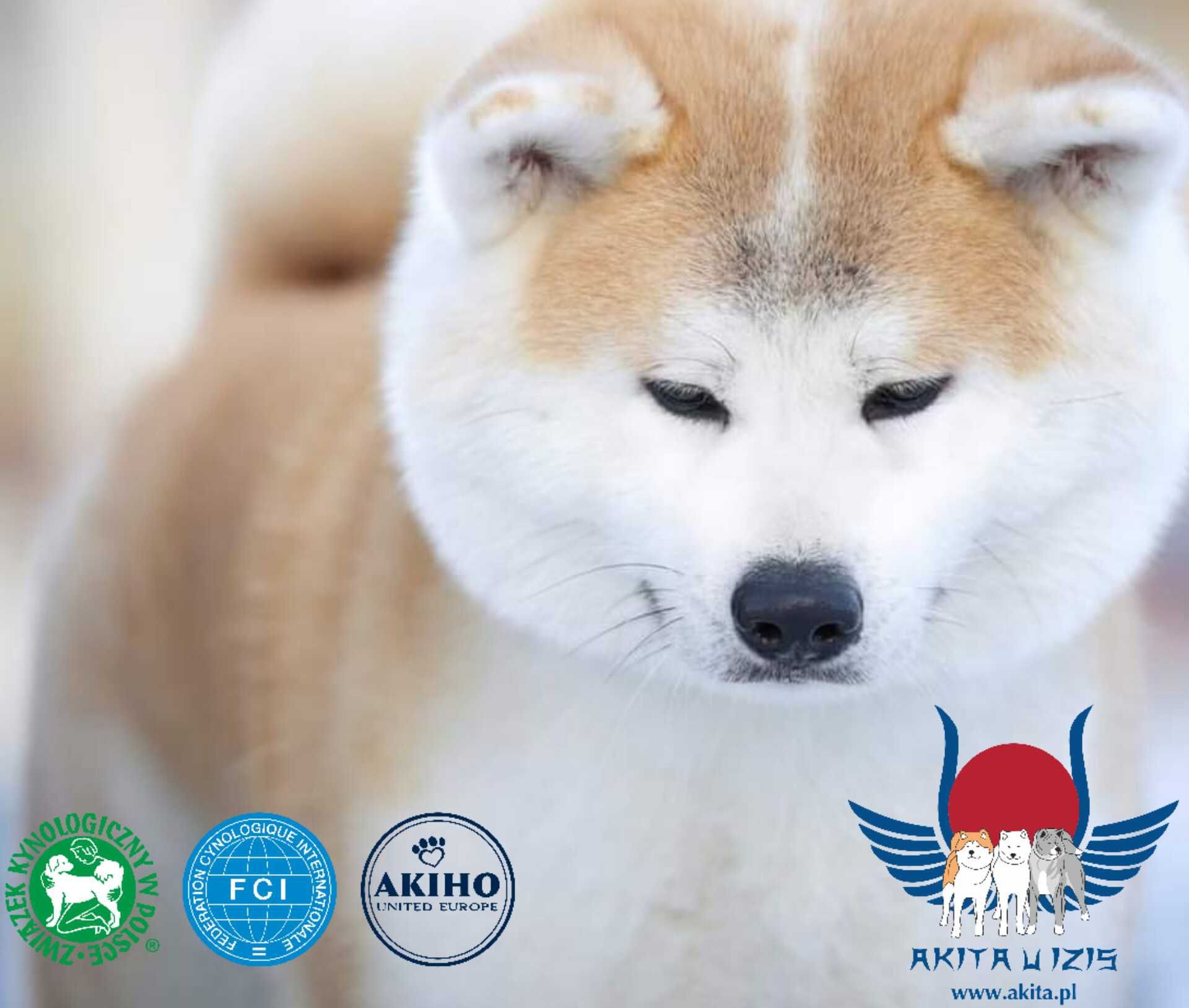 Szczeniak suczka po importach Akita japońska ZKwP/FCI & AKIHO