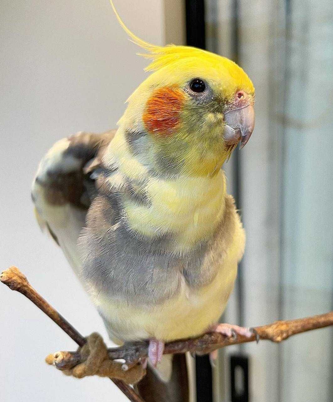 Красивий та дружелюбний папуга Корелла