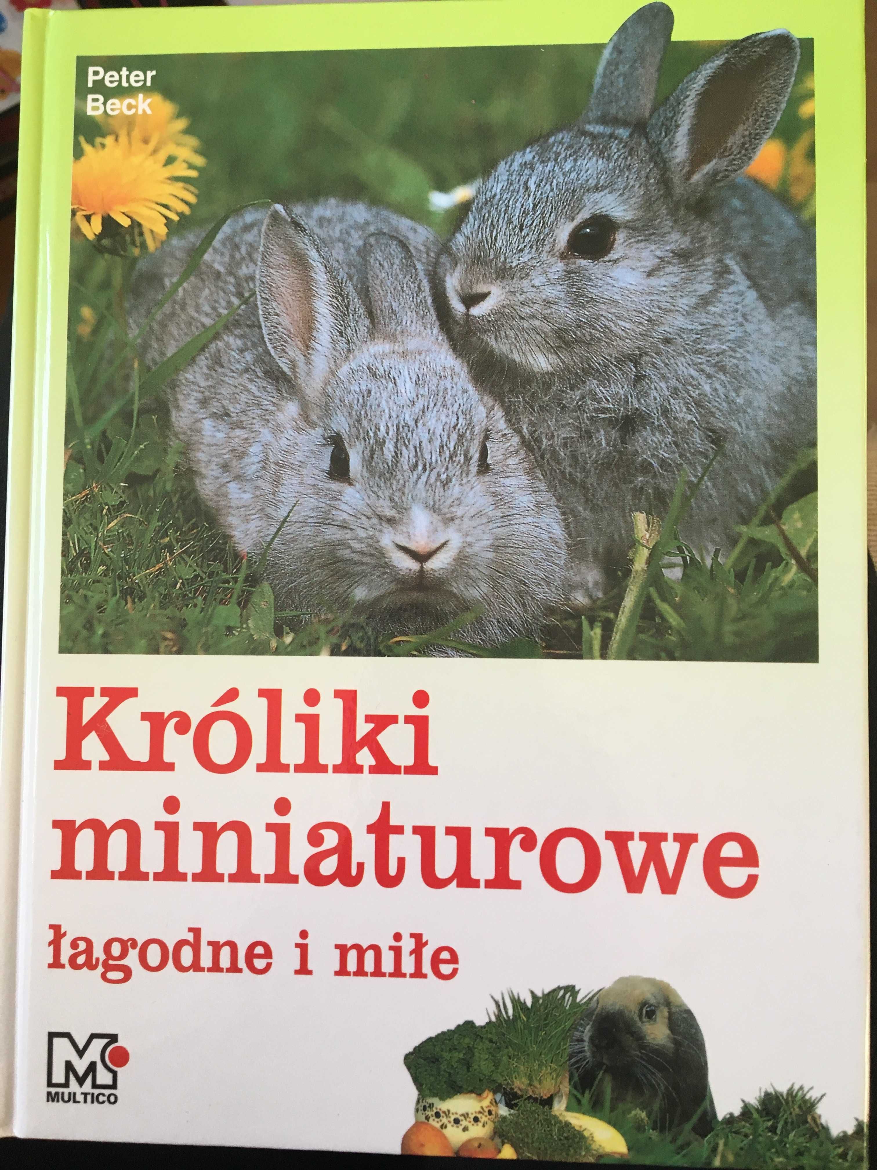 Króliki miniaturowe