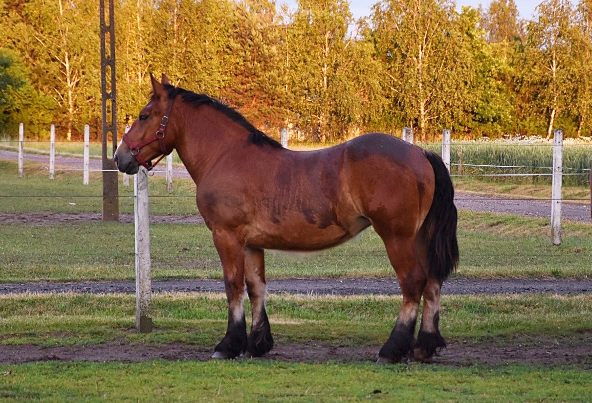 Roczna klacz zimnokrwista !!!
