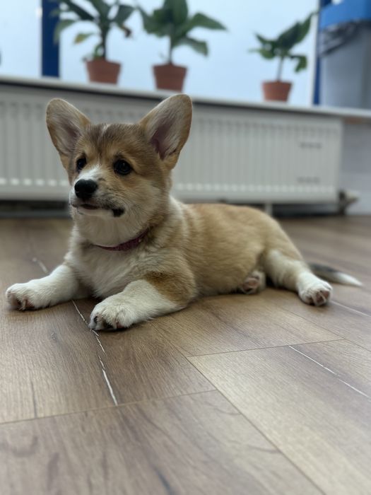 Sprzedam Corgi Pembroke FCi ZKwP