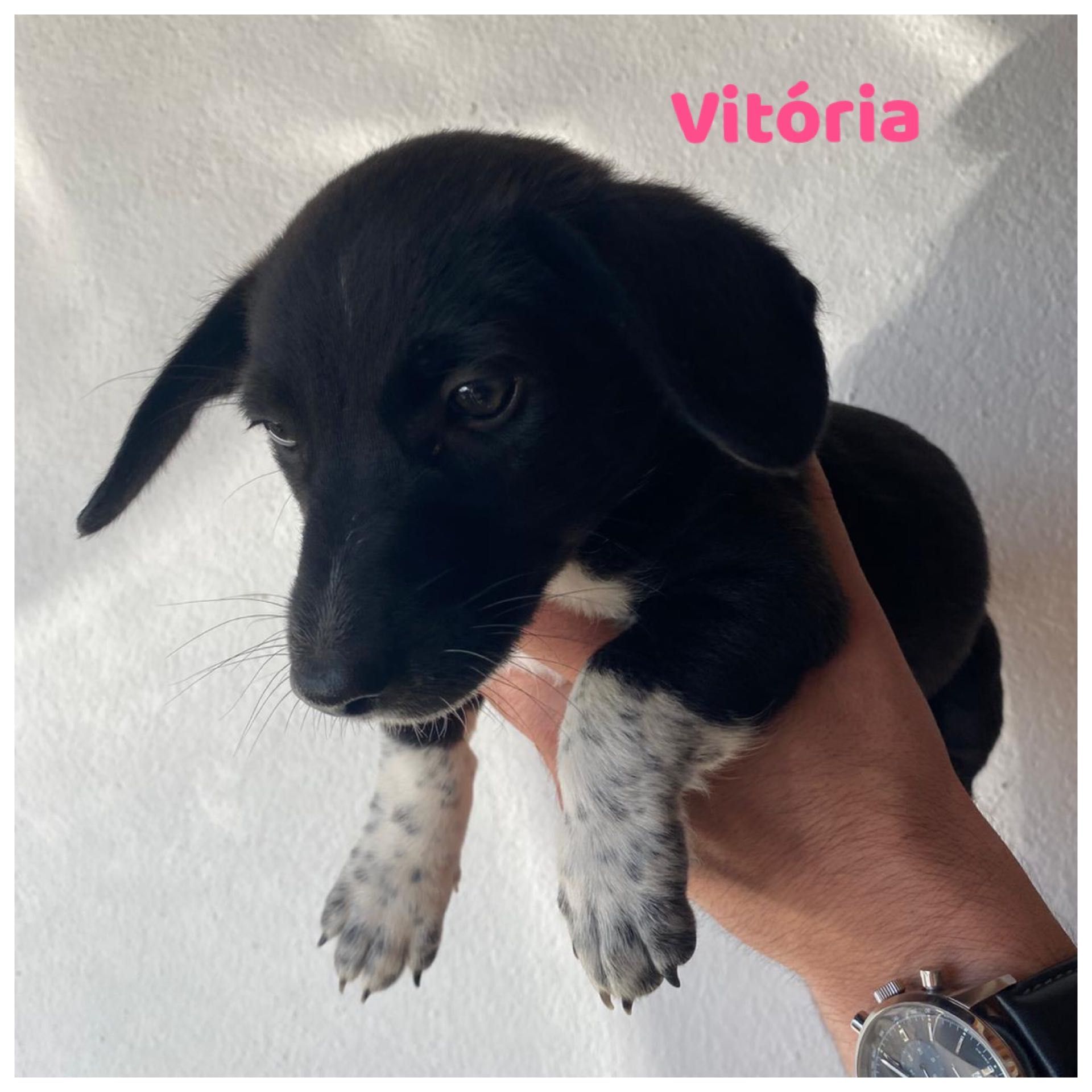 Cachorrinhos 2 meses adoção responsável