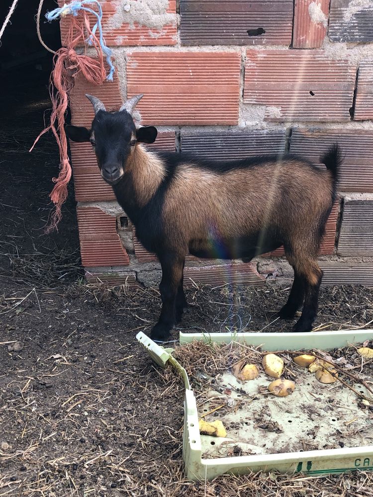 Cabras/chibas - macho e femeas