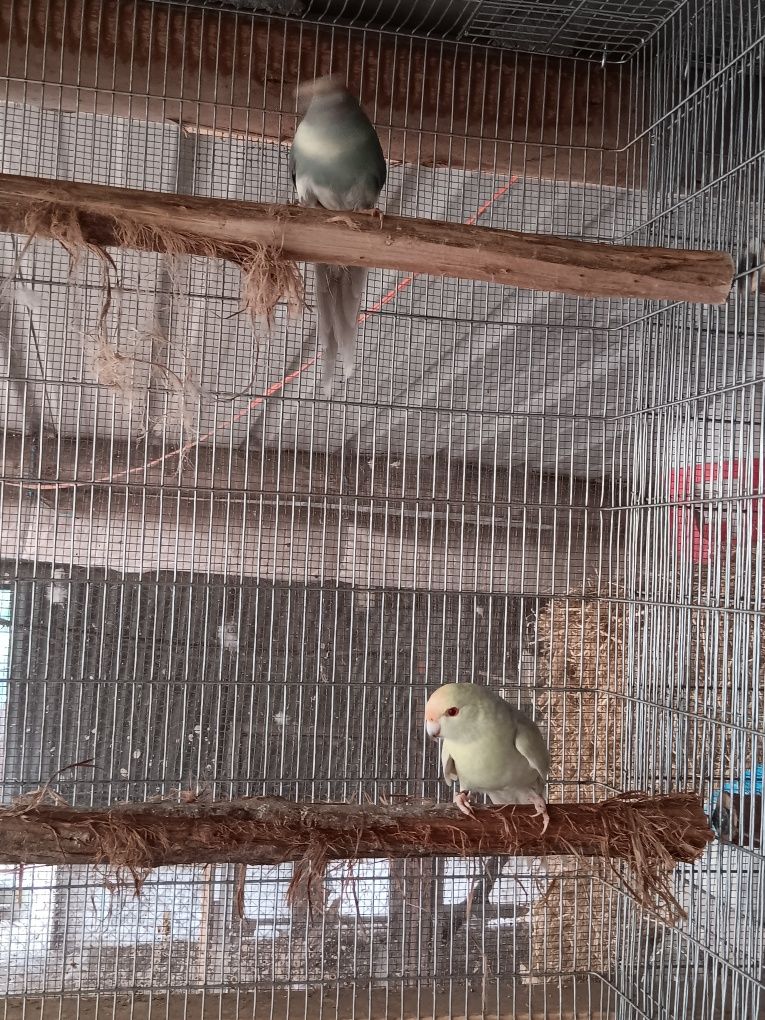 Casal kakarikis 2022
