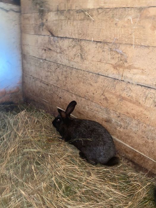 Кролиць  Полтавське Срібло