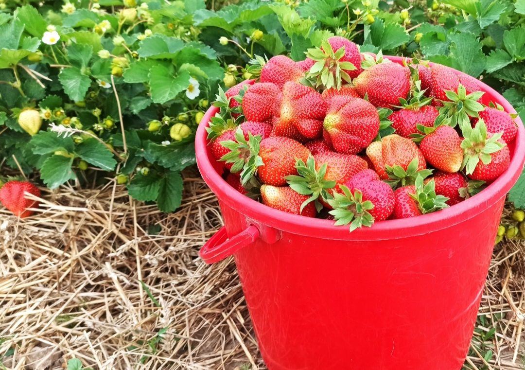 Продам Полуницю полуниця