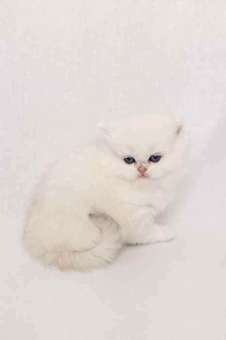 Кошеня британська срібна довгошерста шиншила