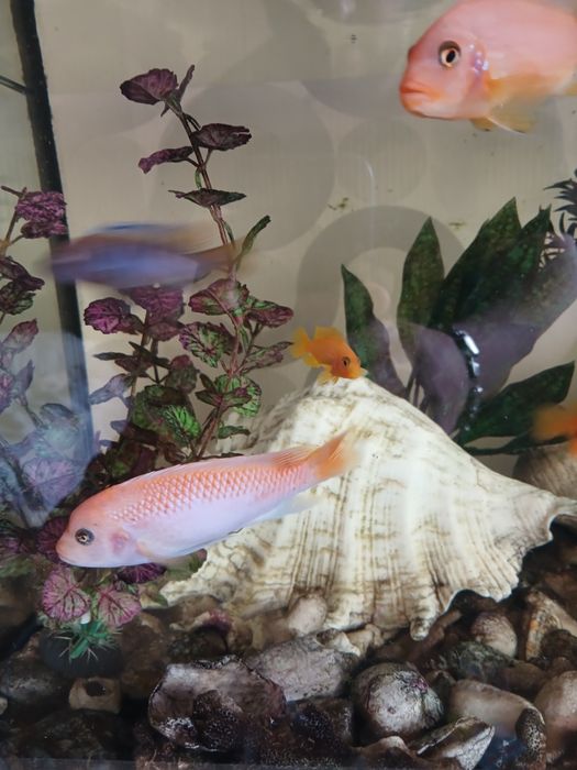 Продам цихлид 4-6 см