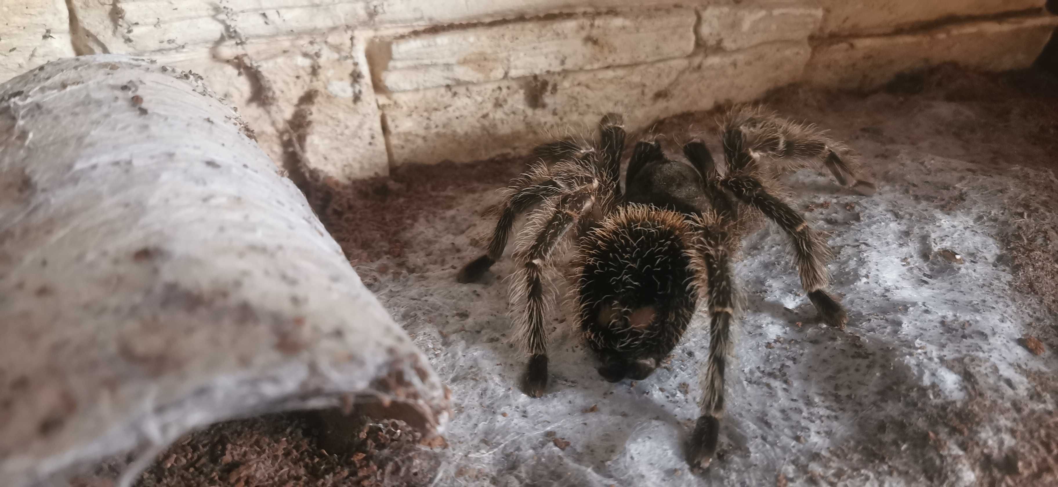 3 Ptaszniki wraz z karaczanami Madagarskimi oddam w dobre ręce.