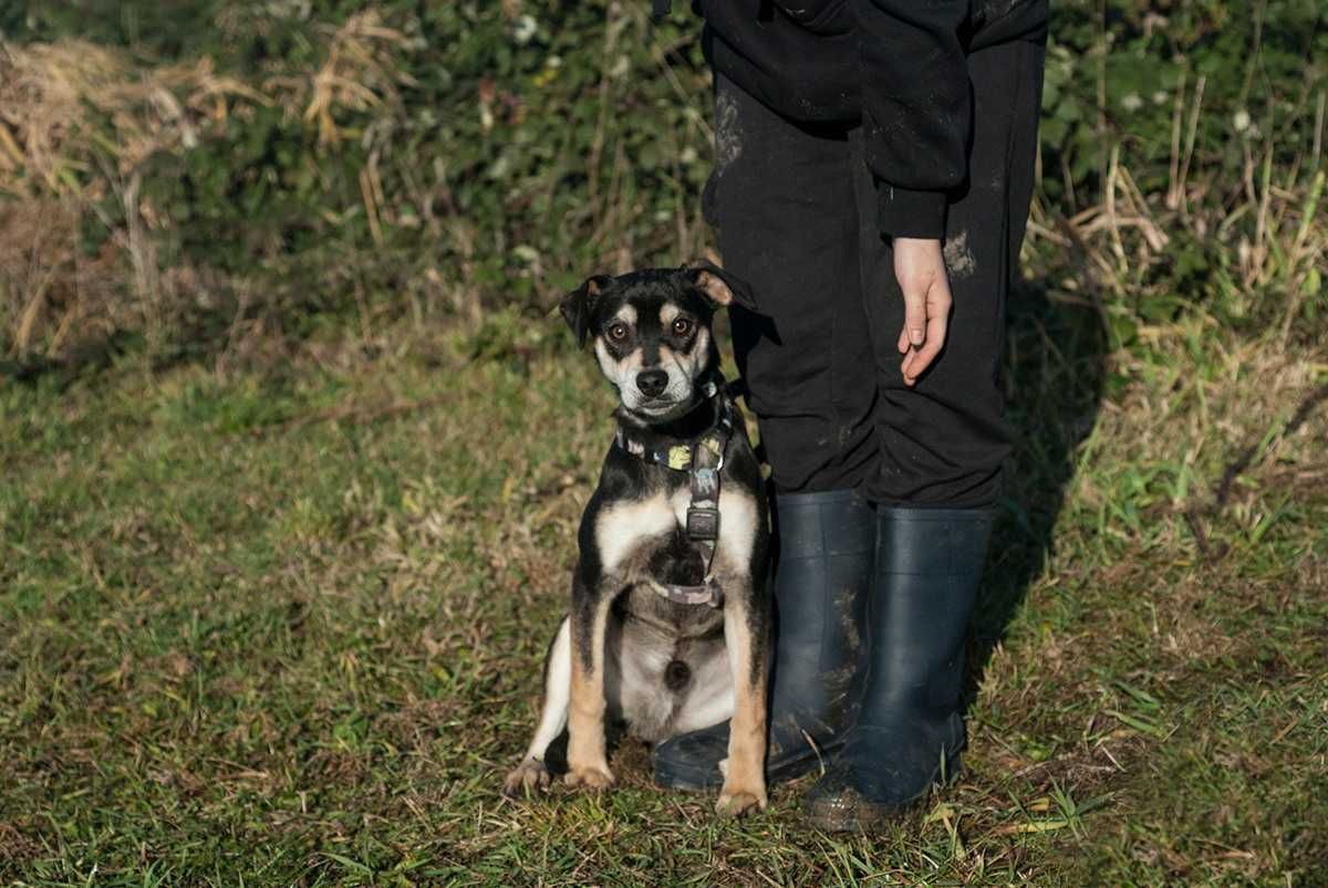 Trufel - młody słodziak, potrzebujący wspierającego opiekuna- adopcja.