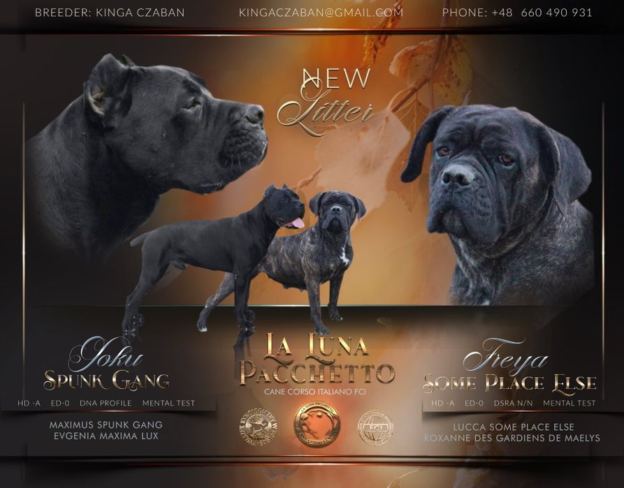 Pręgowana sunia cane corso FCI/zkwp
