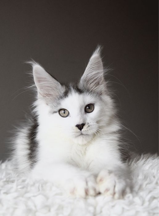 Wyjątkowy kocurek maine coon, rodowód FPL