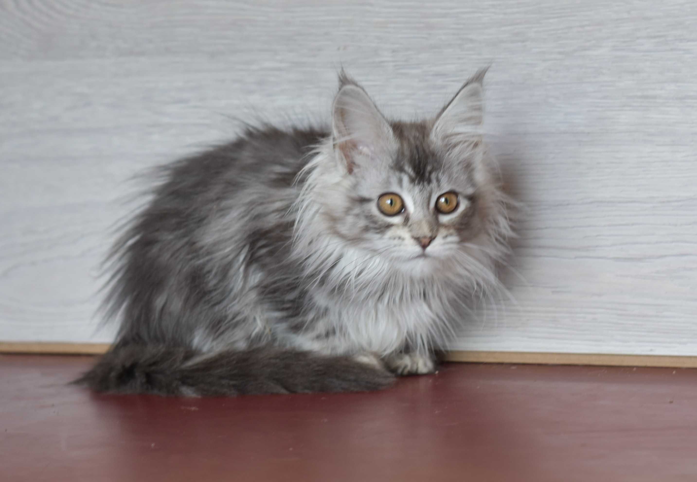 котенок серебристая мечта мейн кунчик девочка