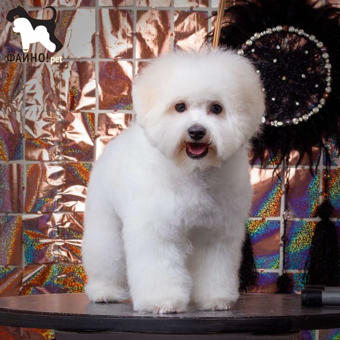 Щенки Бишон  фризе