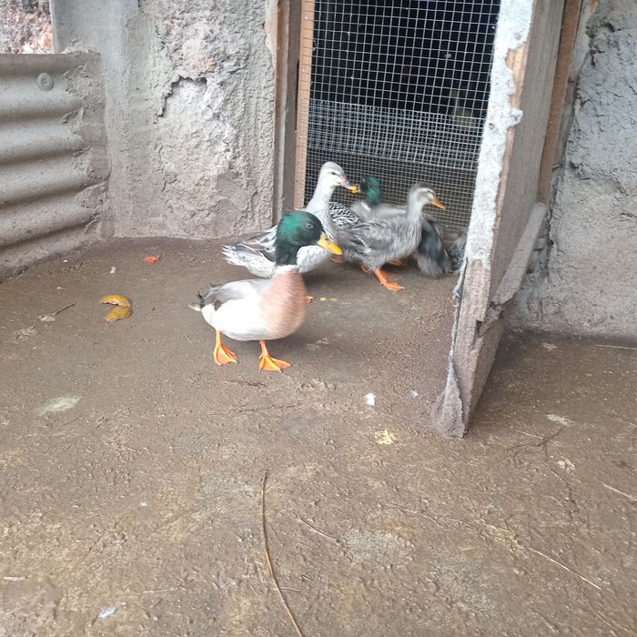 Качки серебряного окрасу