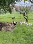 Ovos de Faverolles