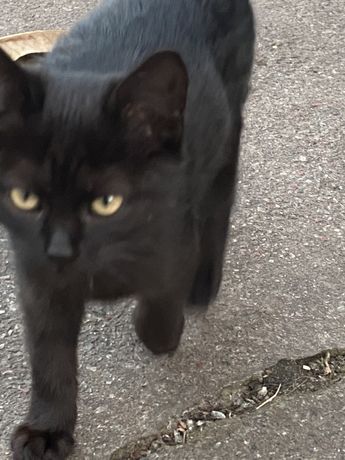 Кішка чорна, котики 2-3 міс