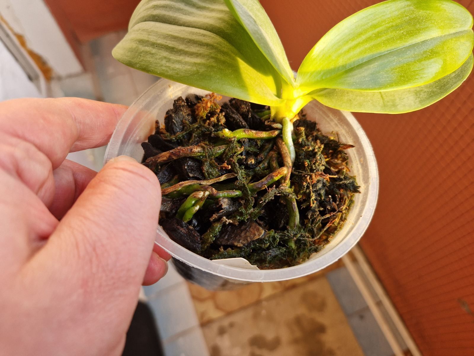 Орхідея Фаленопсис Phal. Tzu Chiang Chrisna