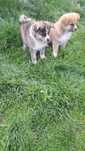 Akita inu sprzedam piesek