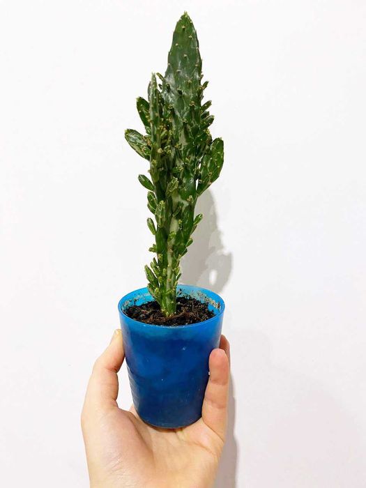 Kaktus Opuntia monacantha variegata