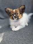 Piesek sobolowy Papillon ZKwP FCI