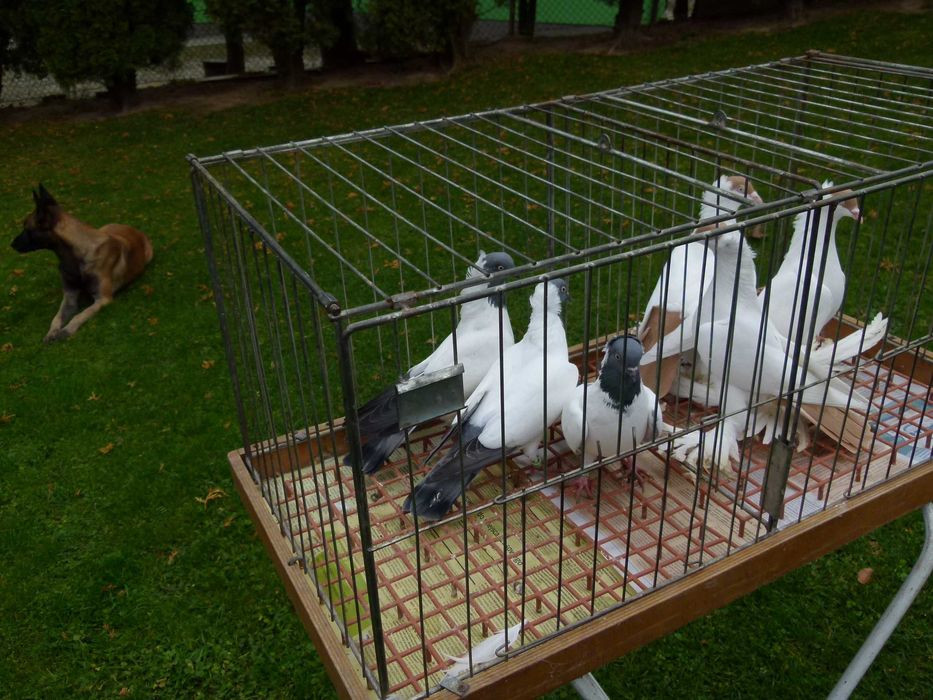 Gołębie zakonniki niemiecki i krymka polska