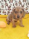 Teckel excelente menino com Lop (pedigree)