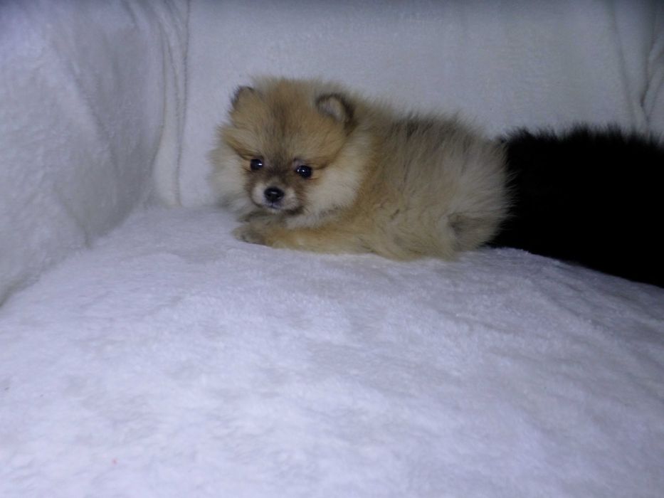 Szpic miniaturowy puchaty  piesek