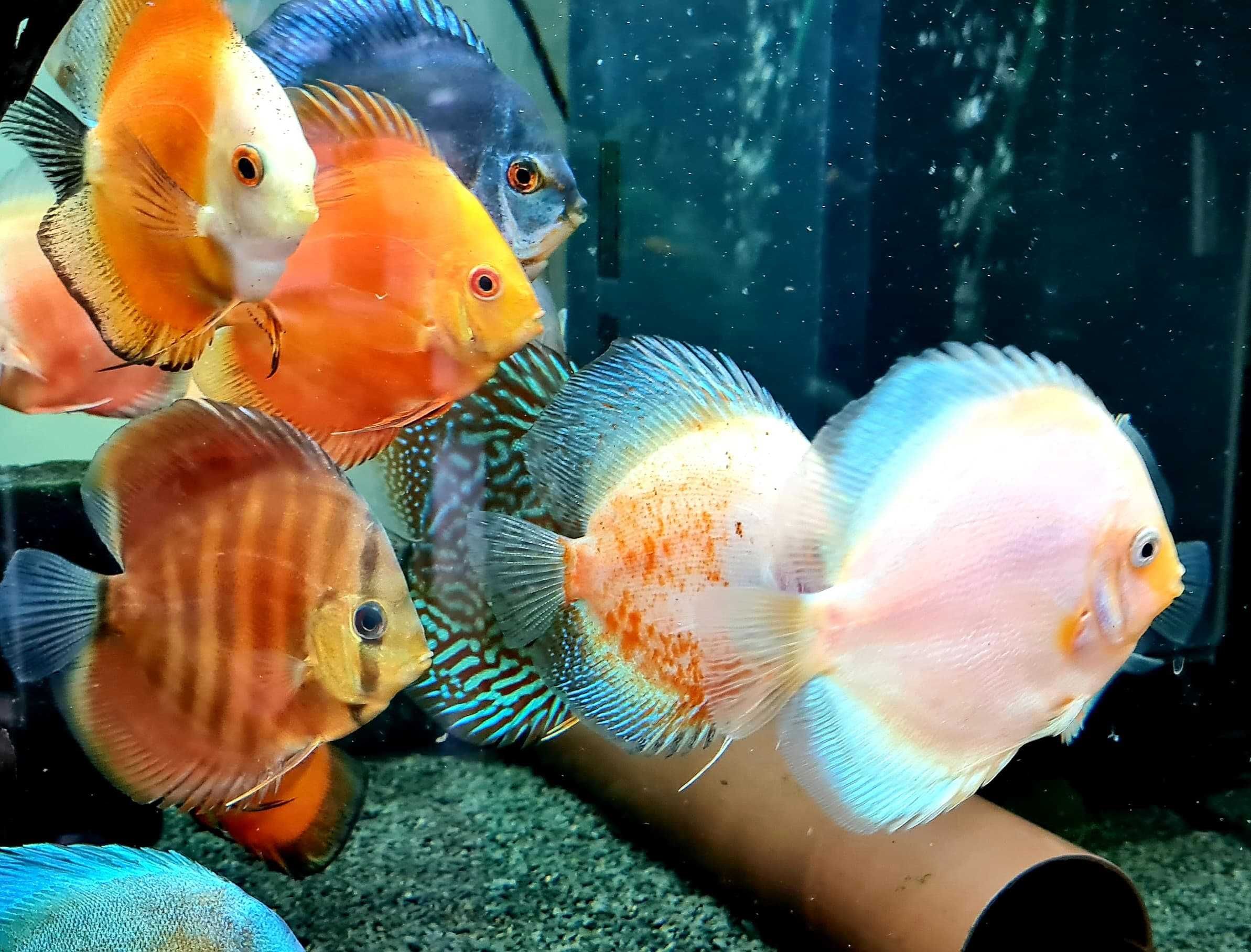 Paletka IMPORT Discus Mix (3,75" cala ~ 8-11. cm) {Świat Akwarysty}