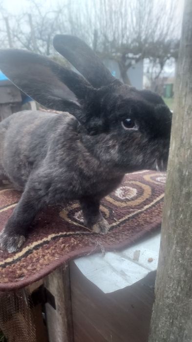 Sprzedam rex trójbarwny