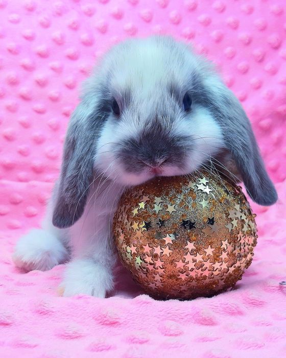 Карликовые мини кролики торчеухие и вислоухие баранчики,клетки,корма