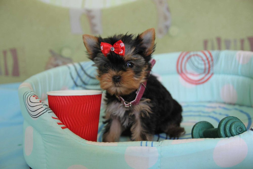 Хлопчики та дівчатка йорки